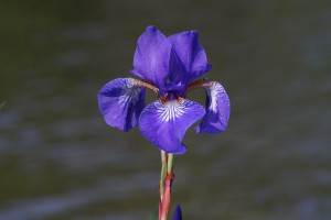 Ostsibirische Schwertlillie am See