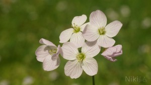 Schönheit in der Frühlingswiese Schönheit in der Frühlingswiese