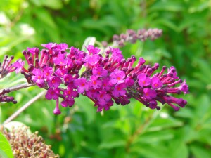 Sommerflieder lila