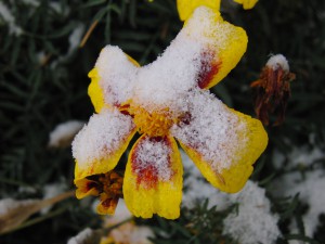 Tagetes mit Schnee
