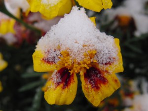 Tagetes mit Schneehaube