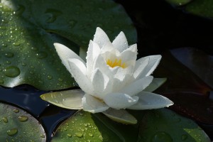 Weiße Seerose 3