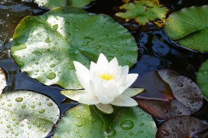 Weiße Seerose 1