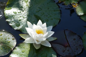 Weiße Seerose 2