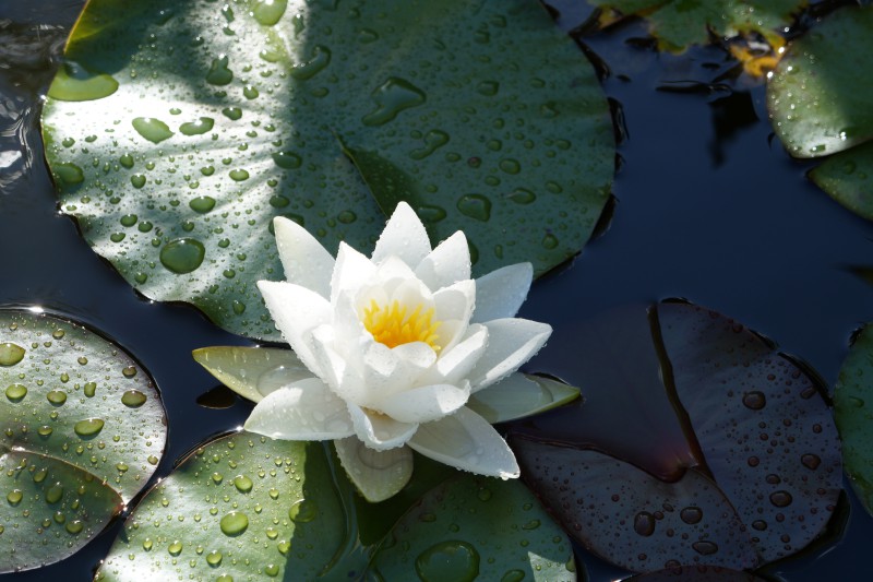 Weiße Seerose