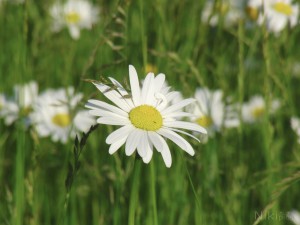 Zeit der Margeritenblüte