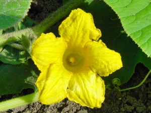 Zuchiniblüte