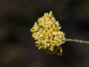 Blüte der Kornelkirsche Blüte der Kornelkirsche