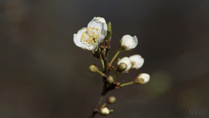 Blüte der Schlehe Blüte der Schlehe