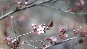 Blutpflaumenblüte Blutpflaumenblüte