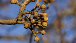 Die ersten Knospen brechen auf Die ersten Knospen brechen auf