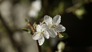 Erste Blüten im Frühling Erste Blüten im Frühling