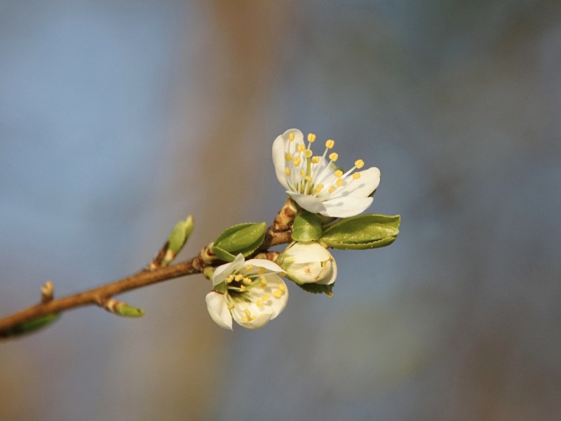 Erste zarte Blüten am Zweig