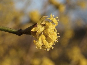 Kleine Blüte der Kornelkirsche Kleine Blüte der Kornelkirsche