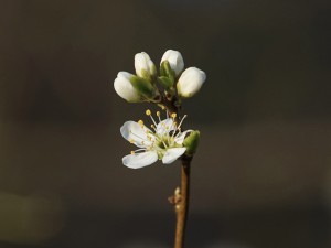 Kleine Blüte in weiss Kleine Blüte in weiss