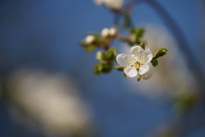 Kleine weiße Blüte am Ast Kleine weiße Blüte am Ast