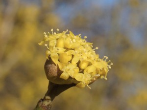 Kornelkirschblüte Kornelkirschblüte