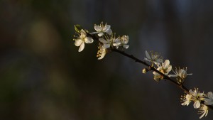 Schledornblüte im Abendlicht Schledornblüte im Abendlicht