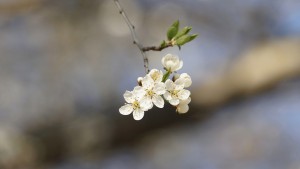 Schlehdornblüten Schlehdornblüten