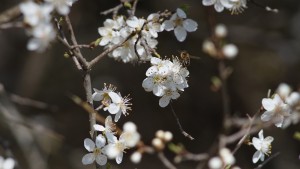 Schlehenblüte mit Biene Schlehenblüte mit Biene