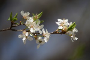 Kleiner zweig mit weißen Blüten im März Kleiner zweig mit weißen Blüten im März