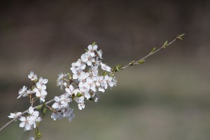 Schlehenzweig in Blüte Schlehenzweig in Blüte