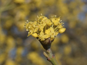 Schöne Blüte der Kornelkirsche Schöne Blüte der Kornelkirsche