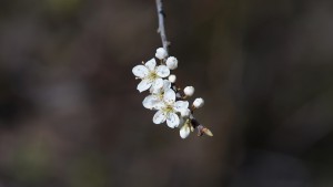 Schwarzdornblüten Schwarzdornblüten