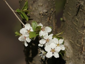 Zarte Blüten vorm Stamm Zarte Blüten vorm Stamm