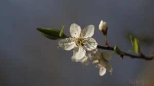 Zarte Schlehenblüte Zarte Schlehenblüte