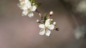 Zarte weisse Blüte Zarte weisse Blüte
