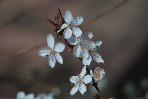 Zartes weiss im Frühling Zartes weiss im Frühling