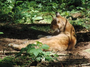 Luchs von hinten