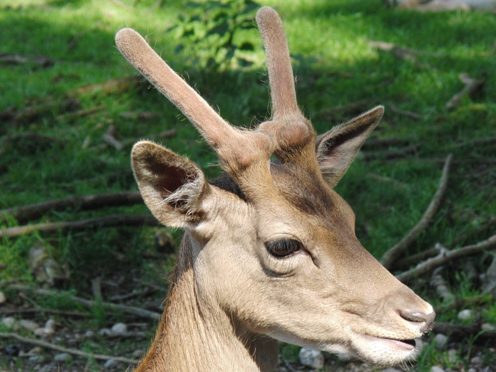 Portrait junger Rehbock Portrait junger Rehbock