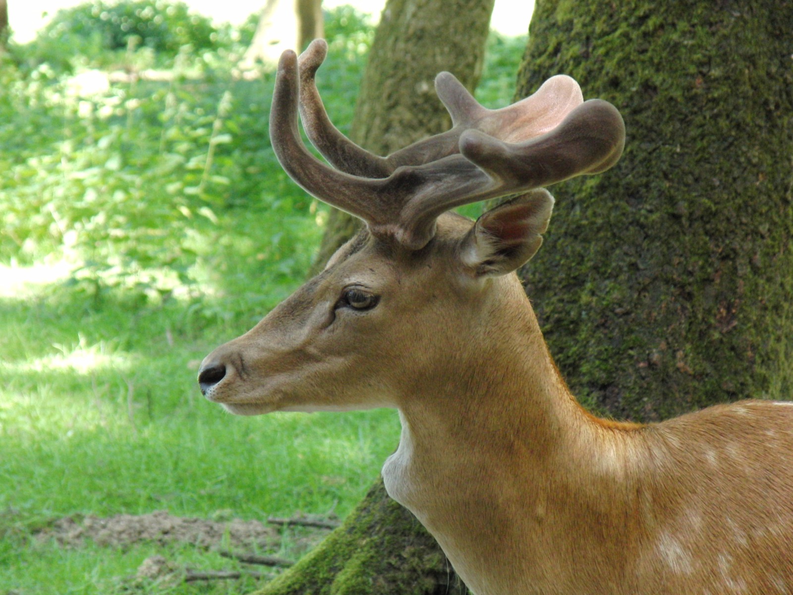 Portrait Rehbock Portrait Rehbock