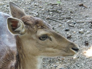 Reh Portrait