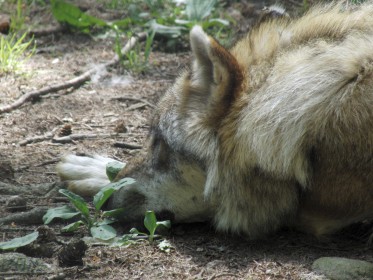 Weitere einheimische Wildtiere 