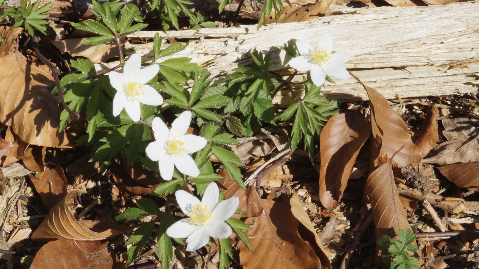 Buschwindröschen im alten Laub Buschwindröschen im alten Laub