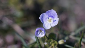 Faden-Ehrenpreis Blüten Faden-Ehrenpreis Blüten