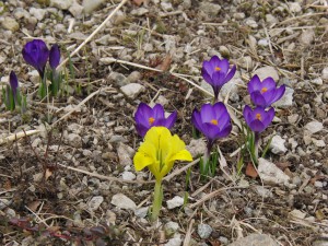 Gelbe Iris bei Lila Krokusse Gelbe Iris bei Lila Krokusse