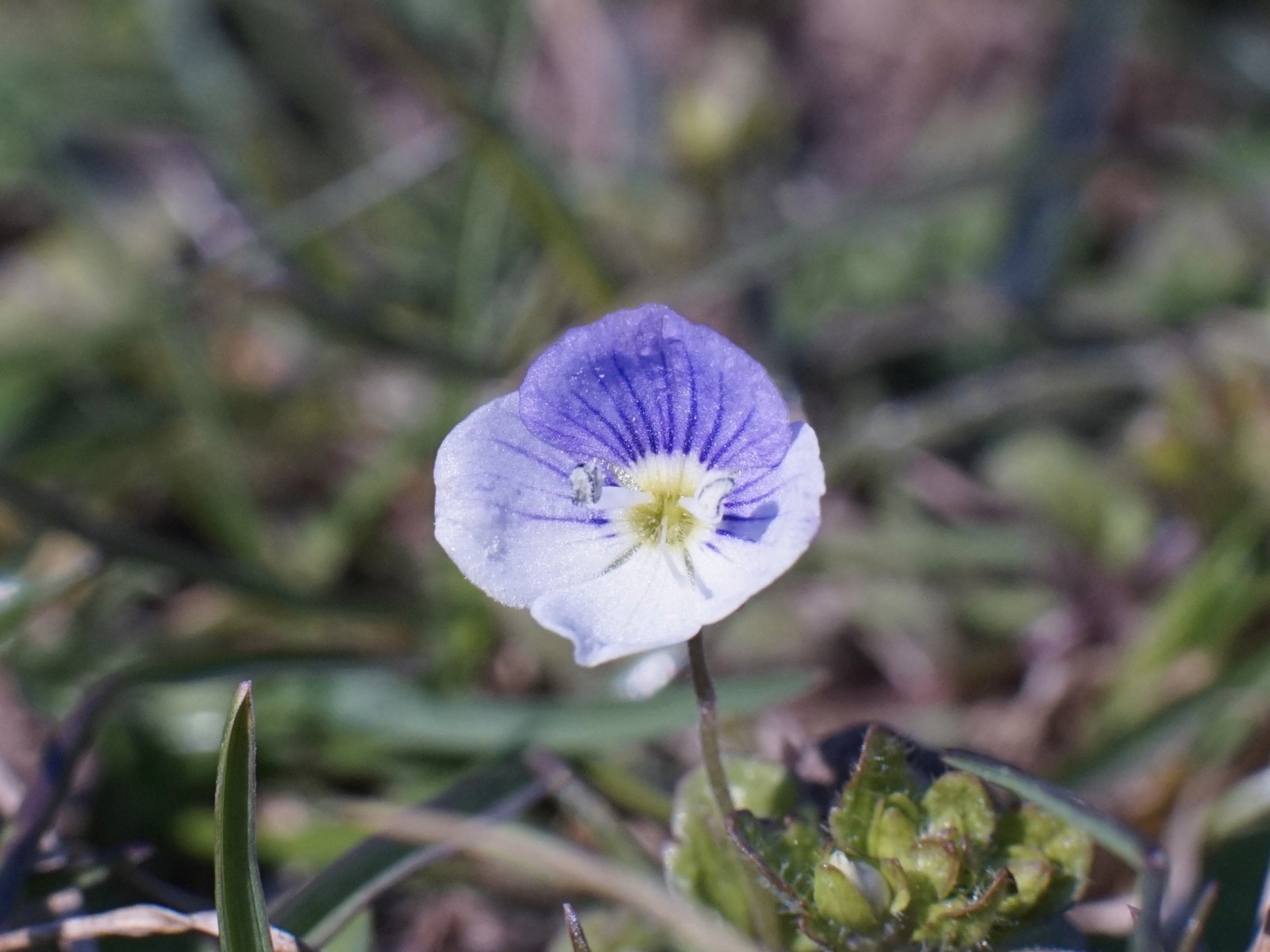 Kleine Blüte vom Faden-Ehrenpreis Kleine Blüte vom Faden-Ehrenpreis
