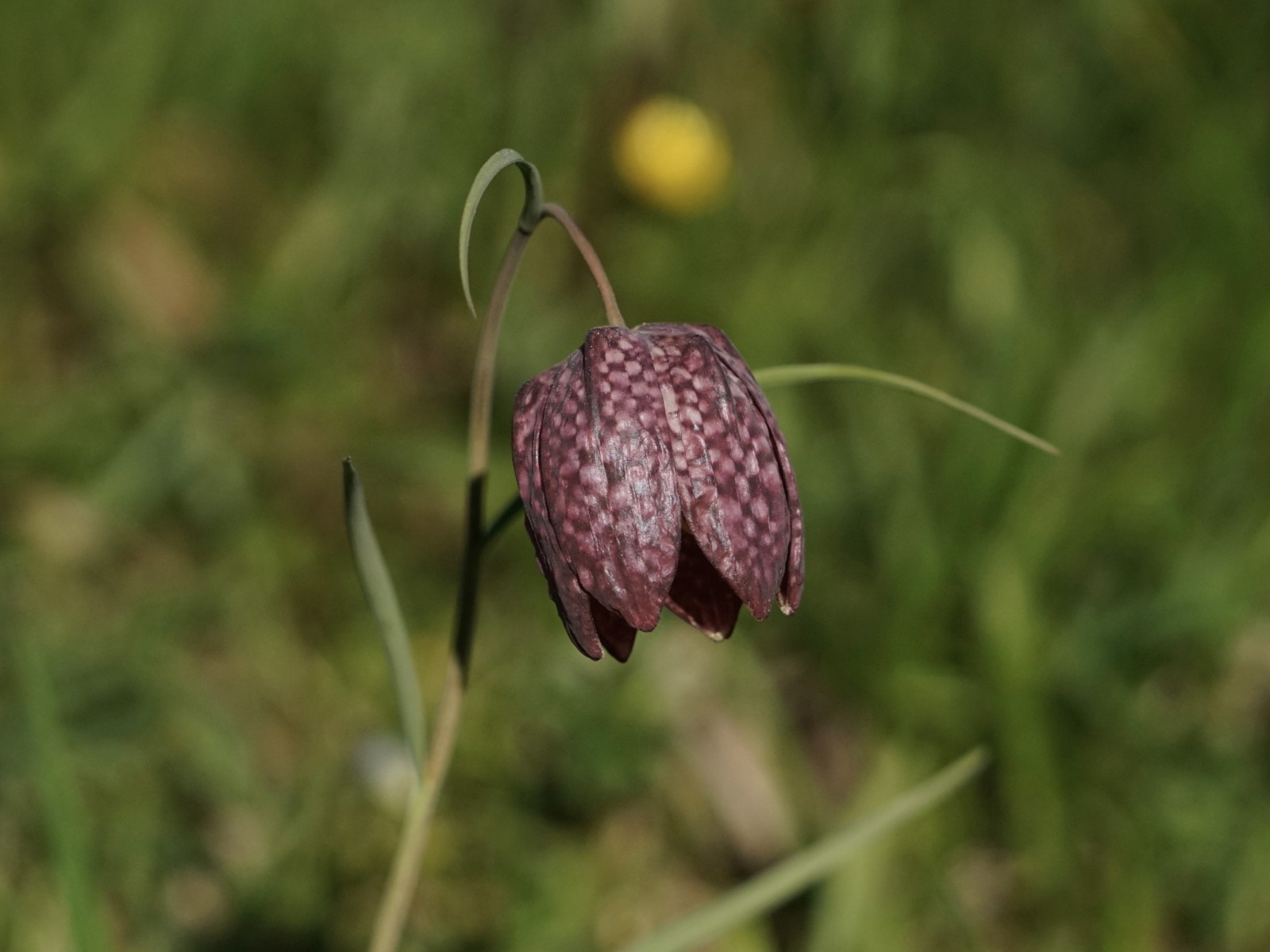 Schachblume Schachblume