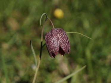 Weitere Frühlingsblumen