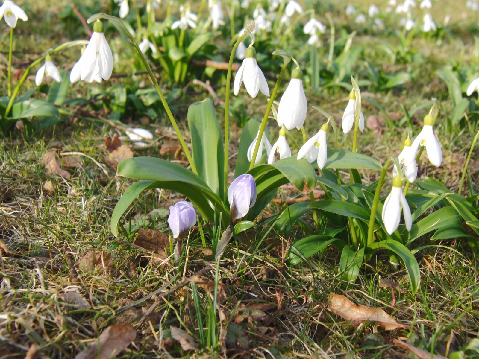 Zwei Krokusse bei den Schneeglöckchen Zwei Krokusse bei den Schneeglöckchen