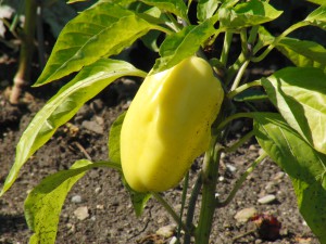 Gelbe Paprika im Beet