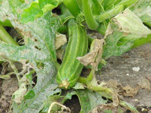 Grüne Zucchini im Beet