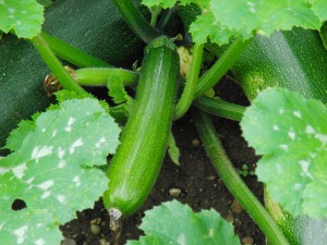 Kleine Zucchini