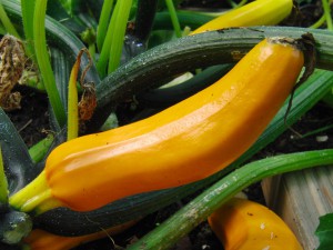 Zuchini im Garten