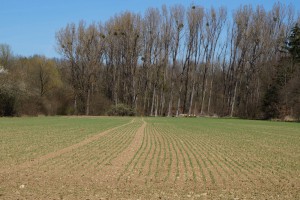 Acker im März Acker im März