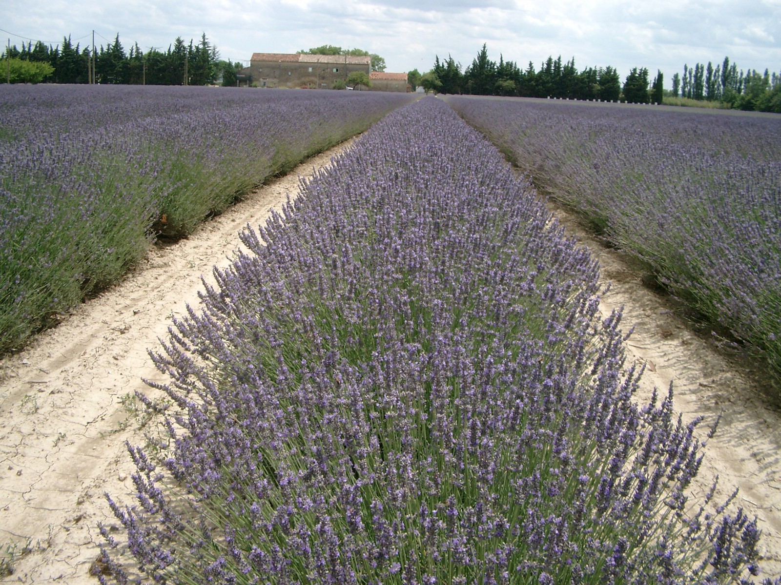 Lavendelfeld  Lavendelfeld